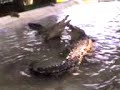 cocodrilo mariguano cocodrilo mariguano