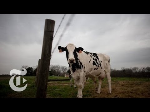 drought - The United States cattle herd is at its lowest level in 60 years, largely because of the drought. Many ranchers are struggling to hang on. Related article: h...