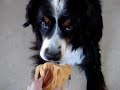 Tommy ( berner sennen) en laslo ( �pagneul phal�ne)