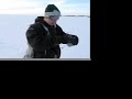 Tough in The Arctic