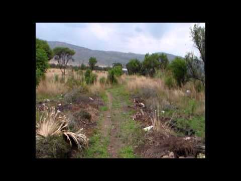 how to fertilize african iris