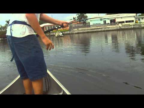 TLD 20 VS. Jack Crevalle