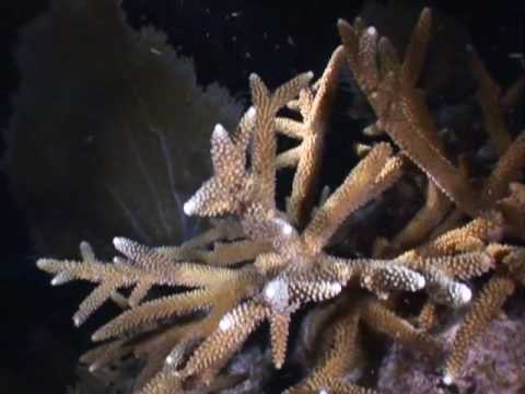 how to transplant xenia coral