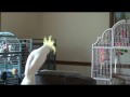 Snowball's Tribute to Michael Jackson