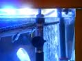 Gar Fish Attack Gar Fish Attack