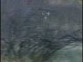videos de MW50ydshot.flv