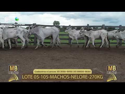 526� LEIL�O VIRTUAL MB LEIL�ES