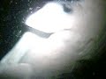 Hawaii Big Island Manta Ray Night Dive IV