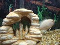 Meus aquarios de agua doce (1 Oscar Albino e 2 Oscar Tigres)no outro aquario ( 1 Betta Splender Macho e 1 Betta Splender Femea) 