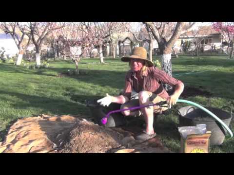 how to fertilize with chicken manure