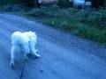 videos de Tindra o kor