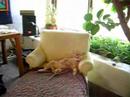 Rasta Cats (Wesside by Midnite)