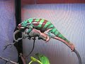 Panther Chameleons Mating