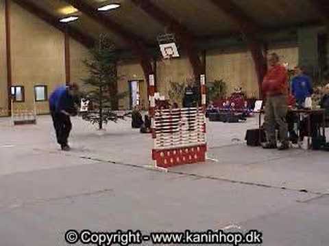 Bunny Show Jumping