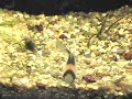 Aquário de água doce plantado com Corydoras : ) 