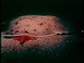 \"Erotic Aquatic\" Inner Visions (1974) classic