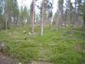 videos de puppies lapland3