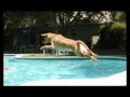 Pyscho Bindy Retrieving - Compilation of Videos