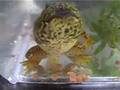 おたまじゃくし動画4