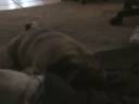 Pug Teddy playing with blanket