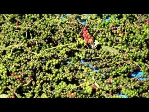 how to harvest peppercorns