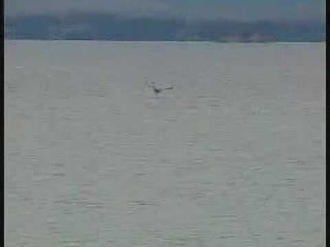 Eagles on Lake Champlain
