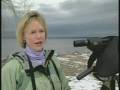 Eagles on Lake Champlain