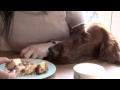 Irish Setter