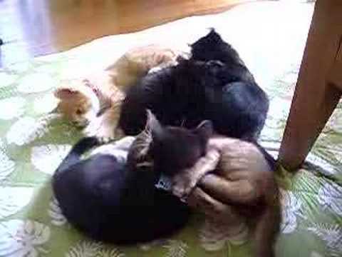 チビ猫×5【猫キック炸裂】cat kickYoutube(ユーチューブ・ゆーちゅーぶ)・Dailymotion動画