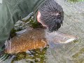Salmon catch. 24 kilos~ Released.