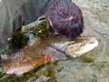 videos de Salmon catch. 24 kilos~ Released.