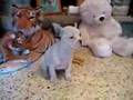 bulldog frances hembra b/n 00158