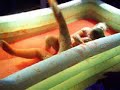 Hot Sexy Teen Girls Oil Fight Wrestling 5 Video by BezrazlichniiBoy1