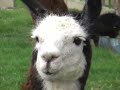 llama llama