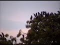 Crow roosting in HVPM Amravati Video by Shirishkumar Patil Crow roosting in HVPM Amravati Video by Shirishkumar Patil