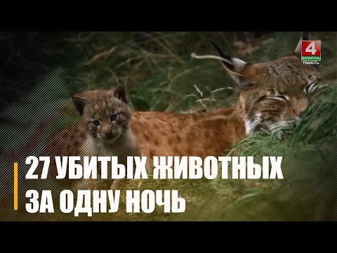 У Гомельскім раёне за адну ноч знайшлі 27 забітых жывёл видео