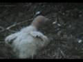 Wild condor nestling in Big Sur, Ca
