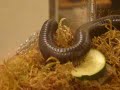 Millipede exploring around