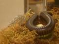 Millipede exploring around