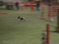 videos de raffy e rocco jumping 2 voghera dicembre 08