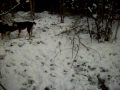 Luna, à 9 mois, découvre la neige et Daya joue avec elle: 18 décembre 2009