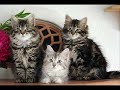 Wum - Ich wünsch mir ne kleine Mietzekatze Wum - Ich wünsch mir ne kleine Mietzekatze