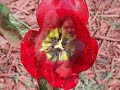 INESSA GALANTE Ave Maria Caccini  - DECOR: Flowerfields (Thanks to Campion Records)