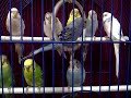 TheBudgieBirds - Budgies inside the cage