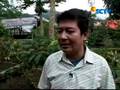 Kombinasi Usaha dan Wisata Teh Daun Kopi (Visit Indonesia)