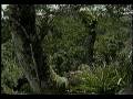 Suram�rica salvaje la jungla amaz�nica 2