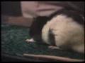 Laughting Rat