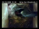 Feeding the nestlings -- 03/14/2008