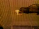 Ferret kills and eats feeder rat