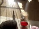 頑張るアラシ(=^・^=)